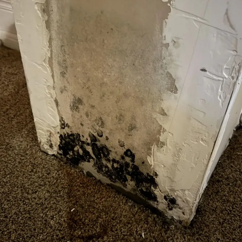Professional Mold Removal in Delano, CA